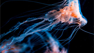 Jellyfish closeup black blue yellow - the water free wallpaper