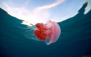 Jellyfish swimming ocean sky sunbeam - jellyfish free wallpaper