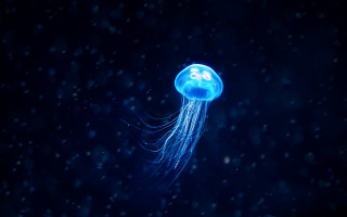 Jellyfish floating night snow number - bioluminescence free wallpaper