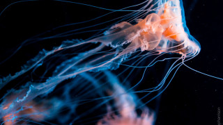 Jellyfish closeup black background yellow - bioluminescence free wallpaper