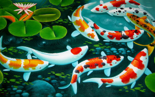 Pond koi fish lily pads - many free wallpaper