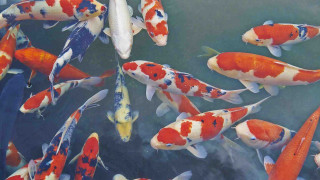 Fish swimming pond water sky - lostfish free wallpaper