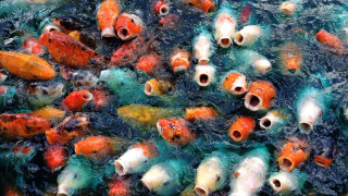 Fish swimming together water camera - fish free wallpaper