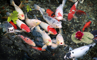 Fish swimming pond flower red - lostfish free wallpaper