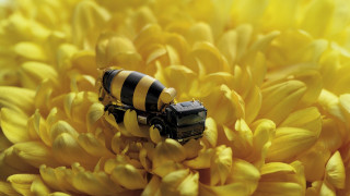 Toy truck yellow flower macro - macro art free wallpaper