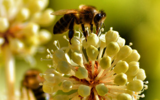 Bee flower blurry yellow green - a bee free wallpaper