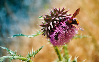 Bee flower sitting sun nature - a bee free wallpaper