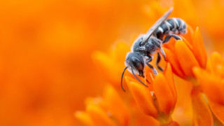 Two bees flower orange sunset - and a blurry background free wallpaper