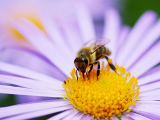 Bee purple flower yellow pollen - a bee free wallpaper