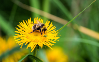 Bee yellow flower grass looking - a bee free wallpaper