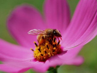 Bee pink flower green background 2 - a bee free wallpaper