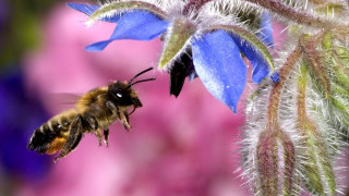 Bee flying flower blue pink - a pink flower in the foreground free wallpaper
