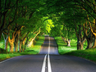 Road trees lining both sides 2 - the other side of the road free wallpaper