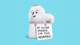 White cat no filter adorable - im free wallpaper
