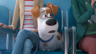 Woman chair dog movie scene - chris labrooy free wallpaper