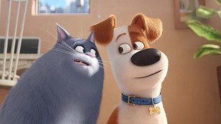 Dog cat cartoon scene together - the other free wallpaper
