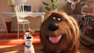 Dog room bicycle background cat - pixar and disney animation free wallpaper
