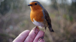 Small bird perched hand forest 2 - the background and a blurry background free wallpaper