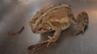 Frog metal scissors worm mouth - a frog free wallpaper