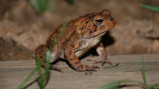 Frog wooden plank grass camera - a frog free wallpaper