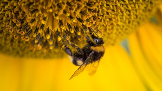 Bee flying sunflower wings spread 2 - a bee free wallpaper