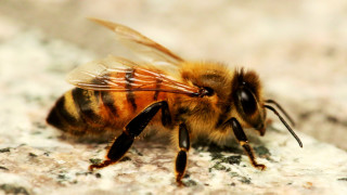 Bee sitting rock head turned - its chest free wallpaper