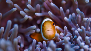 Clown fish anemone ocean smile - amano free wallpaper