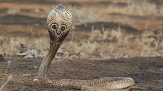 Snake face painted dirt grass - a face free wallpaper