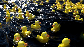 Rubber ducks floating water row - the water free wallpaper