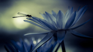 Dragon blue flower night sky - the dark night sky free wallpaper