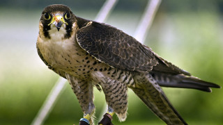 Bird of prey spread wings 2 - its wing free wallpaper