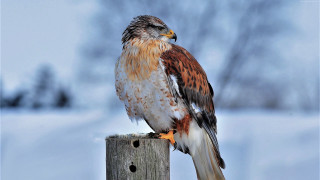 Bird perched post snow blurry - covered free wallpaper