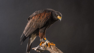 Eagle perched on branch dark - a branch of a tree branch free wallpaper