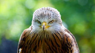 Bird of prey owl blurry - prey free wallpaper