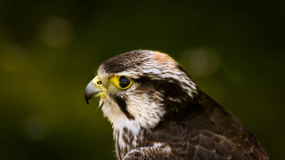 Bird prey yellow eye green - prey free wallpaper