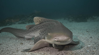 Large fish spotted head ocean - underneath free wallpaper