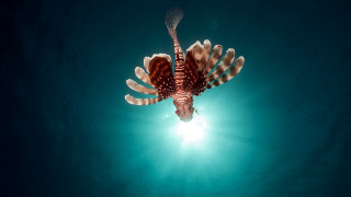 Sea lion swimming ocean sun - anthony s waters free wallpaper