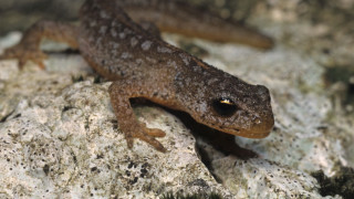Small lizard rock curious look - a curious look free wallpaper