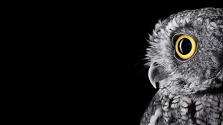 Bird closeup yellow eyes black - a close up of a bird free wallpaper
