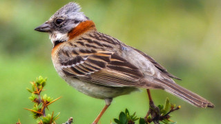 Bird branch macro wildlife green - clovis trouille free wallpaper