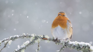 Bird sitting branch snow falling - a branch in the snow free wallpaper