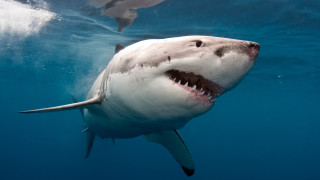 Great white shark swimming ocean 4 - great free wallpaper