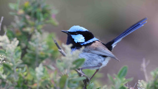 Small bird perched branch bokeh - a blurry background of leaves free wallpaper