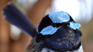 Blue black bird long beak - background of trees free wallpaper
