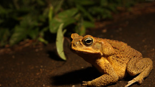 Frog plant ground leaves background - a frog free wallpaper