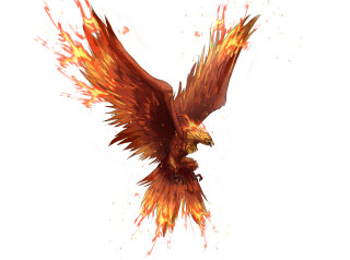 Bird orange red feathers flying - brom free wallpaper