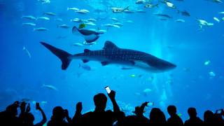Shark aquarium people taking pictures - a large group of people free wallpaper