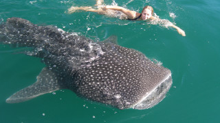 Woman swimming whale ocean man 2 - aquirax uno free wallpaper for desktop