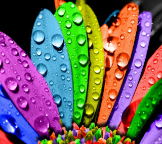 Colorful flower water droplets black 3 - vivid free wallpaper