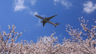 Jetliner blue sky tree flowers - blue sky free wallpaper
